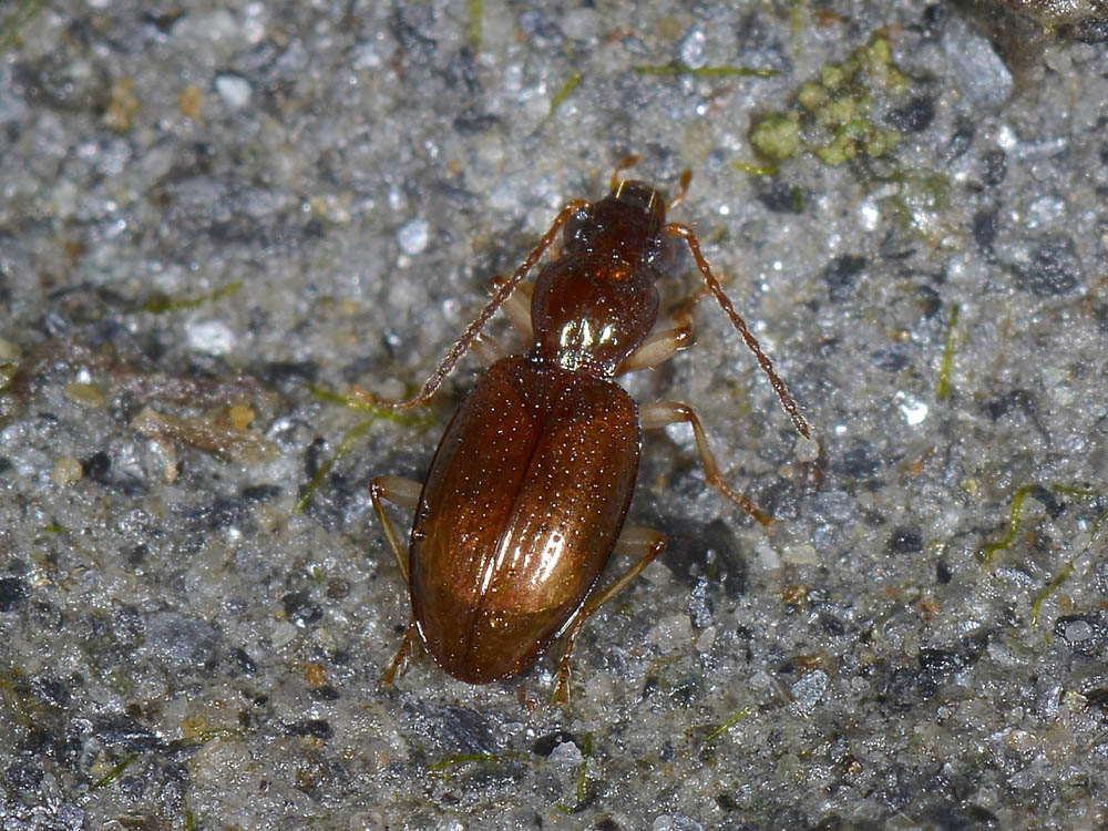 Sinechostictus decoratus